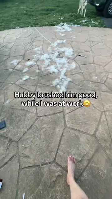 Best groomer ever 👏👏👏