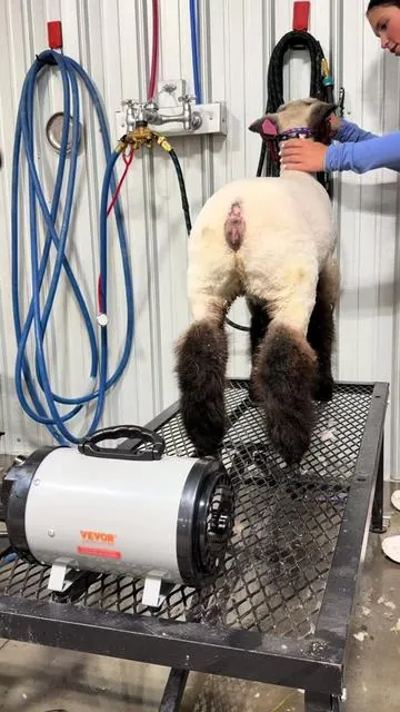 Wash ➡️ Dry ➡️ Fluff 🔥💨 livestock and show stock! @VEVOR Store #livestockshow #showstock #sheep #goats #vevor 