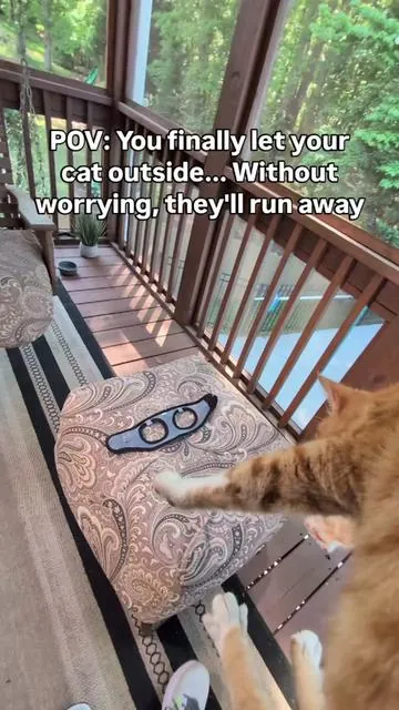 If you've ever been nervous about letting your cat outside because they might slip out of a harness, this is such a game changer 😺 A secure, adjustable cat harness makes it so much easier to give your cat safe outdoor time  #catharness #catleash #catwalkingonleash #catowner #tiktokshopcreatorpicks 
