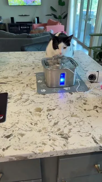 #catwaterfountain 