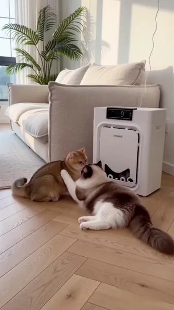 this literally traps pet hair from out of the air,we have two cats!  #PetAirPurifier #PetHairEverywhere  #CatHealth#Summervibes  #Petlovers 