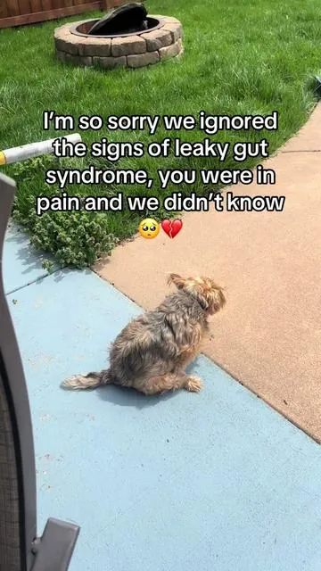 I wish I took care of the problems sooner 😢 #dogguthealth #leakygutsyndrome #dogprobiotics #probioticchews #doggutsupport 