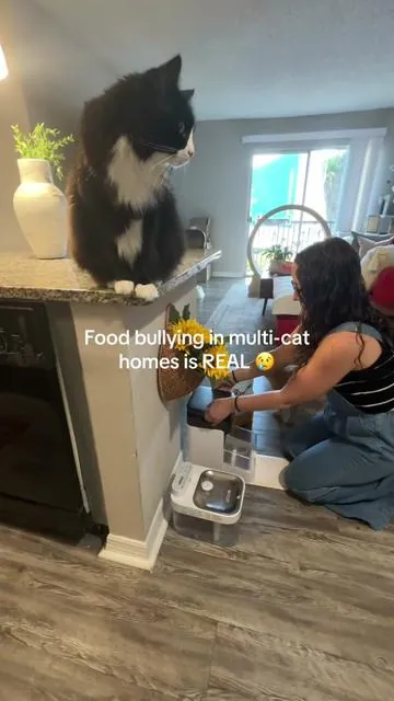 Food stealing in multi-cat homes happens more than you think. This RFID automatic feeder only opens for the cat wearing the registered collar, so no more sharing or sneaking meals. It closes once your cat walks away, so other cats can’t jump in after. Each cat gets their own portion, which makes feeding time way more calm. Great for multi-cat homes, anxious eaters, or cats that eat too fast. Pro tip: add it to your cart to check for coupons. #tiktokshopcreatorpicks #tiktokshopmemorialday  #Tiktokshopstockup  #tiktokshopmothersday #summervibes 