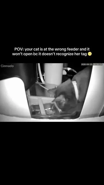 Finally a cat feeder that she can’t get in 😮‍💨👺#catfeeder #catfinds #automaticfeeder #catsoftiktok #greedycat 