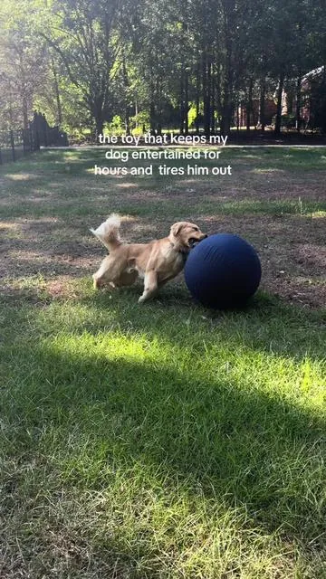 If you have a high energy dog, run! and this is on sale right now 🤭🐶 #dogenrichmenttoy #goldenretriever #dogtoys #highenergydog #tiktokshop 