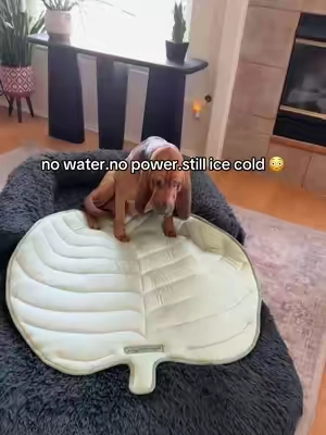 These @Vagascape pet cooling mat keeps them cool without doing anything extra 🙌one of those things that’s just worth having for the summer🐾☀️#dogessentials #coolingmatfordogs #dogcoolingmat #coolingdogbed 