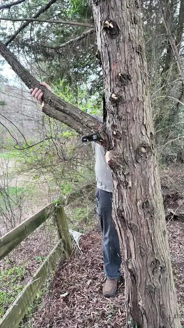 #seesii #polesaw #chainsaw #cordless #fyp 
