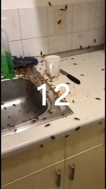 #pest #cockroach #pestcontrol #tiktokshop #summervibes 