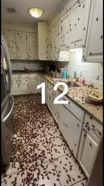 #pest #cockroach #pestcontrol #tiktokshop #summervibes 