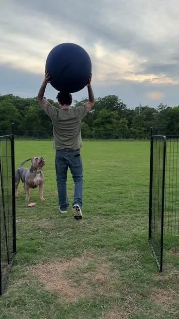 They look so Happy! 😆 Made for HIGH ENERGY, Strong Chewers 💪😎💯  @BSK Herding Ball Official  🐾 🐾🐾 #BurlesonBullies #GotBurleson