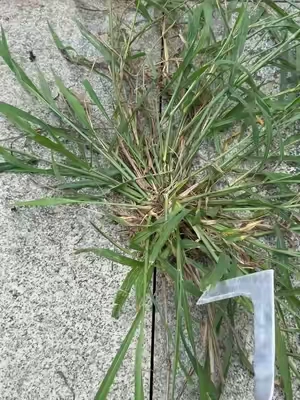 Do you have better tool for this type grass in crevice? #crevicetool#magictools#concretecrevicetool#drivewaycracksgrass#summervibes☀️ 