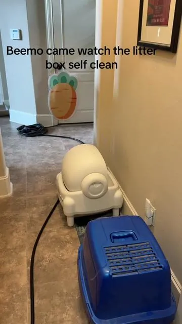 Beemo came watch the litter box self clean. That blue litter box is gonna be eventually replaced too cause scooping poop is for the birds. 
