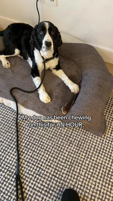 longest lasting chew ever??