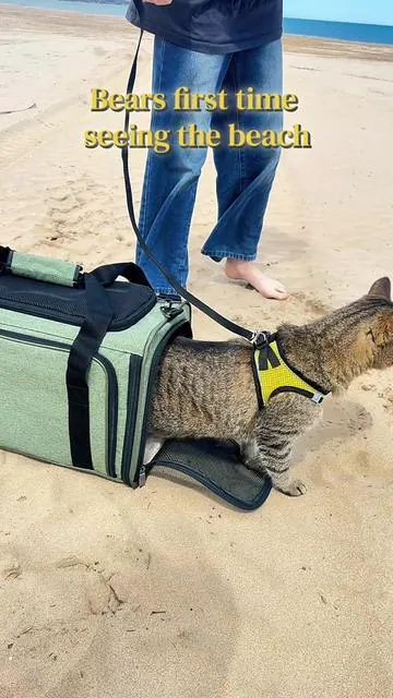 Bear's first time seeing the beach Adventure Cat Harness ⚞•⚟ training approved. Vest style, escape-resistant fit, for cats 8-15 lbs. Breathable mesh for summer walks. Back D-ring for leash, quick-release buckles. No pulling, no slipping, just exploring. If you're starting harness training, this is the one we trust. @delomopet_offical  #harnesscat #adventurecat #cattraining #catharnesstraining #beachcat 