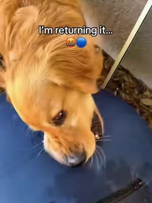 They got me good.. #tiktokshopcreatorpicks #dog #dogsoftiktok #puppy #goldenretriever 