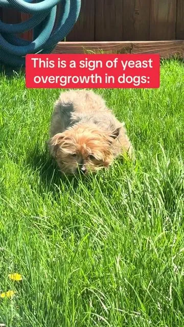 Does your dog struggle with yeast? #dogyeast #turkeytailfordogs #dogguthealth #turkeytailmushroom #dogyeastinfection 