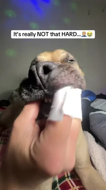 My dog just lays there and lets me brush her teeth with these🔥🔥💪🏼 #fyp #viral #dog #teethcaretips #dogcare 