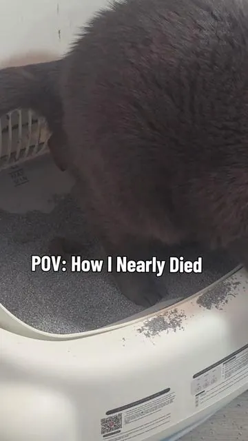 Believe or not that smart.litter box saved Bluey. Without knowing her weight who knows when we would've known when she was actually sick. Luckiky we caught it in time and we are eternally grateful. #summervibes #petloversassemble #petlovers #automaticlitterbox #smartlitterbox  smart litter box automatic litter box auto litter box self cleaning litter box