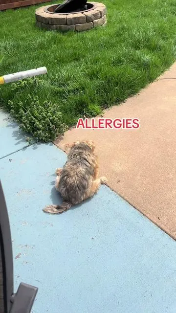 Don’t let allergies ruin your dogs spring and summer! #dogallergies #dogallergyrelief #dogallergytips #dogitching #doglicking 
