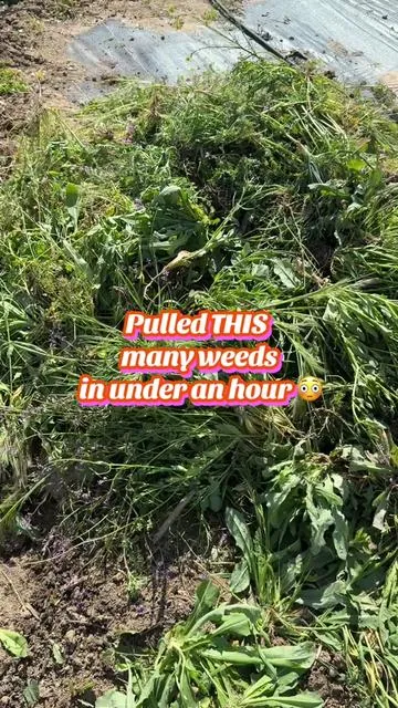 I thought weeding the garden was going to take all day… then this tool showed up 👀🌱 It cuts, pulls, and clears weeds way faster without constantly bending over. The adjustable handle is a game changer for raised beds, garden rows, pathways, and flower beds. #tiktokshop #gardentools #gardeninghack #raisedbedgarden #homestead    