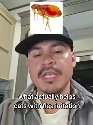 cat flea support 