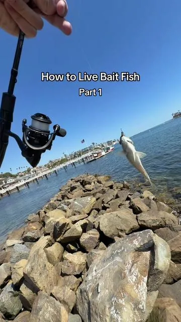 How to fish with live bait! @Piscifun Fishing #piscifun #livebait #fishermen #bigfish #fishaddict