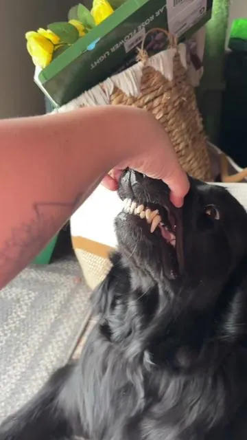 #dogownersoftiktok #dogdentalcare #dogcare #doghealth #roofus 