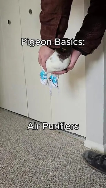 If you want a pigeon, an air purifer is REQUIRED, NOT optional. Its for your own health - and also their own! #pigeon #bird #pets #educational #modenapigeon
