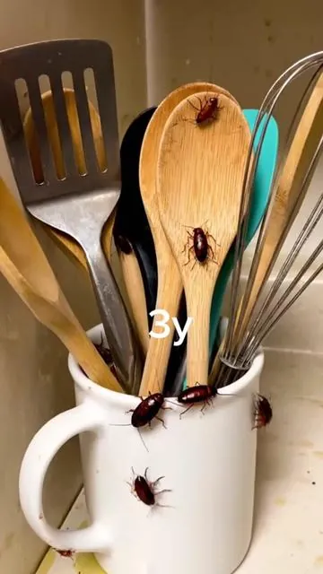 #summervibes #GiftedinLove #pest #cockrach #pestcontrol 