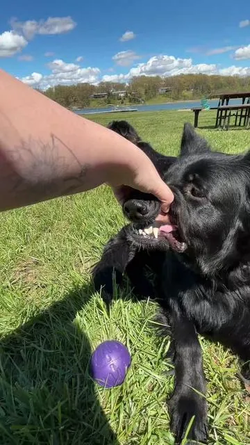 #dogownersoftiktok #dogdentalcare #doghealth #dogteeth #roofus @Roofus The Dog 