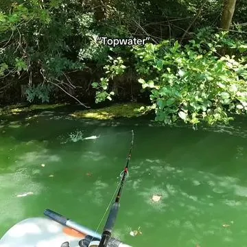 Catfishing with the Whopper Plopper!🐟#fishing #catfish #lure #topwater #whopperplopper 