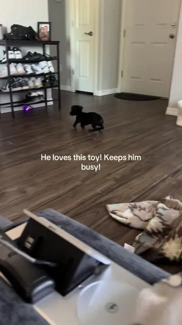 He will not stop chasing it 😂 #dogtoy #dog #cat #cattoy #puppy 