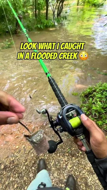 Catching catfish in a flooded creek 💥 #fyp #fish #piscifun 
