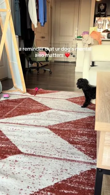 an interactive dog/cat toy will keep them busy for HOURS 🐾 #dogtoy #dogsoftiktok #tiktokshopcreatorpicks #summervibes #newdropsforyou 