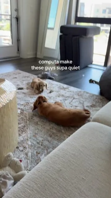 ANTI BARKING DEVICE THAT ACTUALLY WORKS!!! #dogtok #antibarkingdevice #puptok @howard | the golden weiner 
