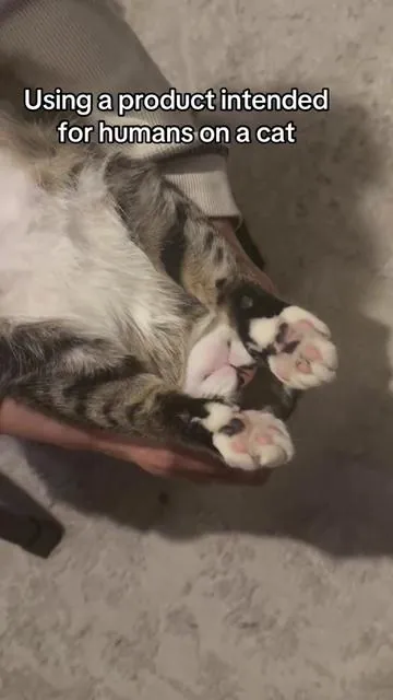 #catsoftiktok #backstretch #inversiontable #spinalhealth #stretch 