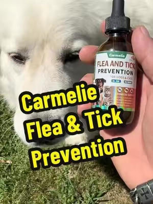 I Haven’t Seen Any Fleas or Ticks this Year! Carmelie Flea & Tick Support Drops for Dogs & Cats Natural Liquid Formula #fleaandtickprevention, #PetLovers, #SummerVibes, #TikTokShopCreatorPicks, #TikTokShopMemorialDay 