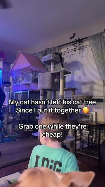 POV: your cats living its best life, unlike you. 🤣 #CatTree #CatTok #CatLovers #PetFinds #TikTokMadeMeBuyIt@Sweetcrispy Official 