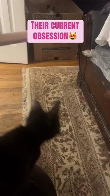 They love this thing🤣💕#fyp #kittensoftiktok #butterfly #fypシ 