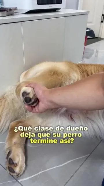 Haz clic ahora en el enlace de abajo y dale tranquilidad a tu perro #petlovers #SummerVibes #petsoftiktok #pethealth #dogsoftiktok #petcare 