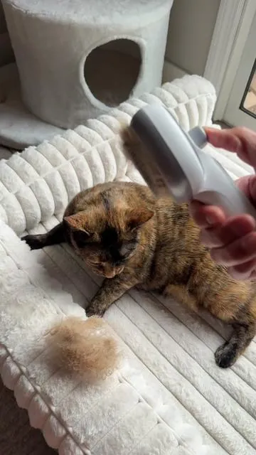 Don’t miss this sale price!! I’m impressed with how nice this brush is! #cats #petbrush #catbrush #summervibes #petlover 