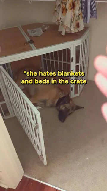 It's better for the hips. Now if only she'd let me put a crate pad down but nope she refuses any soft things lol #dogcrate #crate #dogs #dog #dogmusthaves 