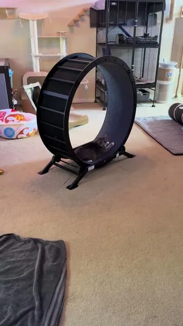 I heard an unfamiliar noise coming from the living room, and popped my head around the corner to find this guy checking out the new wheel all by himself! Maybe he just needed one that was bigger, and he didn't like the one we had before. 🤣 ##catwheel##catexercise ##catsoftiktok##friskycats##catenrichment