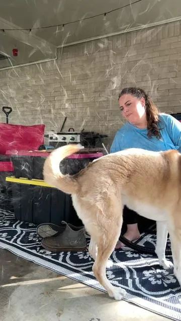 Deshed your dog before the summer heat hits with this incredible Vevor dryer! #dogdeshedding #highvelocitydryer #doggroomingvacuum #doggroomingathome #summervibes 