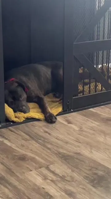 POV: You finally upgraded your living room and gave your fur baby their own stylish space  No more ugly dog crate taking over the room  now it actually matches the vibe. #TikTokShopFinds #DogMomLife #petmusthaves #homeupgrade  #DogCrate 