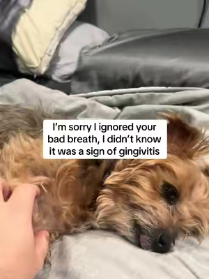 My dog used to STRUGGLE with her dental health 💔 #dogdentalcare #dogdentalhealth #dogbreath #dogdentalpowder #dentalpowder 