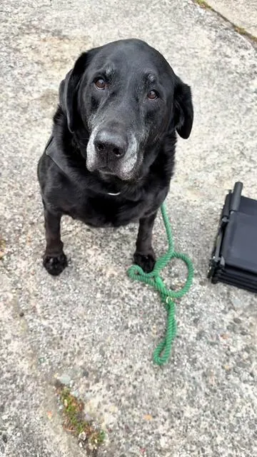 Nobody prepares you for the part where your big dog suddenly needs a little help 🥲 Zeke is 100lbs and jumping in and out of the car just isn’t as easy on his hips anymore. I also physically cannot lift this giant man without throwing out my back 😅 These foldable dog stairs have honestly made car rides way easier for both of us. Senior dog parents, I see you 🤍 senior dog essentials | dog car stairs | dog mobility support | big dog car help | products for older dogs @Valuxe.us  #seniordog #labsoftiktok #dogmomlife #dogsoftiktok #tiktokshopcreatorpicks 