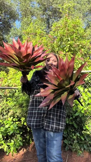 These LEAFPLNT agave stakes completely transformed my patio and pool area 😭🌿 the red-green tropical colors add the prettiest pop to flowerbeds, front porches, outdoor corners, patios, poolside decor, and backyard landscaping. Perfect for summer decor, tropical home styling, resort vibes, curb appeal, and anyone wanting that luxury outdoor look without maintenance. They’re bold, realistic, easy to place, and honestly look WAY more expensive than they are 🫶 TikTok has been LOVING colorful outdoor decor this summer and I already know these are gonna sell FAST @LEAFPLNT Shop #tiktokshopcreatorpicks #TikTokShopMemorialDay #SummerVibes #DealsForYouDays #artificialplants 