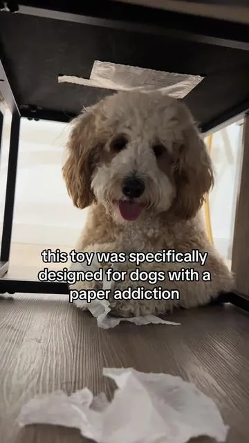 he thinks this is a toy. I think it’s cheaper than replacing our mail 📬😂 #dogmom #dogdad #dogsoftiktok #dogtoys #tiktokshop 
