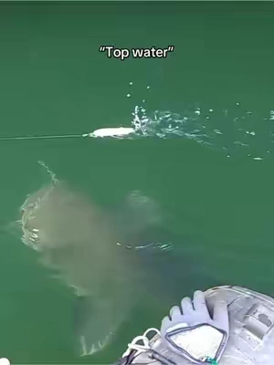 Catfishing with the Whopper Plopper!🐟🤯#fishing #whopperplopper #topwater #lurefishing #fyp 
